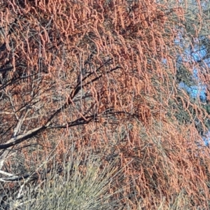 Allocasuarina verticillata at Isaacs, ACT - 20 Sep 2022