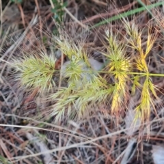 Vulpia (genus) (A Squirreltail Fescue) at Isaacs, ACT - 20 Sep 2022 by Mike