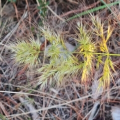 Vulpia sp. (A Squirreltail Fescue) at Isaacs, ACT - 20 Sep 2022 by Mike