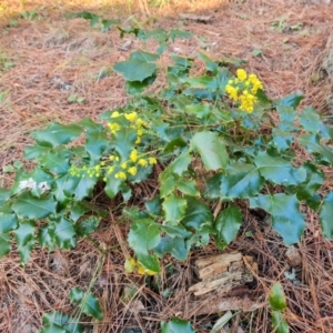 Berberis aquifolium at Isaacs, ACT - 20 Sep 2022 05:06 PM