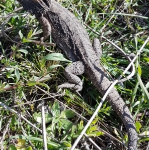 Pogona barbata at Theodore, ACT - suppressed