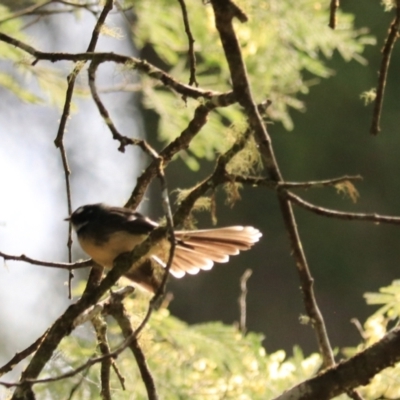 Rhipidura albiscapa (Grey Fantail) at Maydena, TAS - 13 Sep 2022 by Rixon