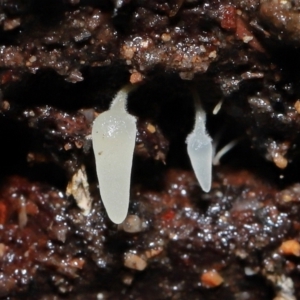 Mucronella sp. at Paddys River, ACT - 18 Aug 2022