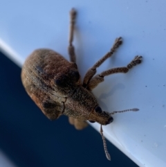 Gonipterus suturalis (Eucalypt weevil) at Jerrabomberra, NSW - 20 Sep 2022 by SteveBorkowskis