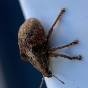 Gonipterus suturalis at Jerrabomberra, NSW - 20 Sep 2022