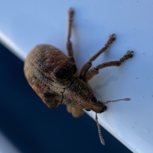 Gonipterus suturalis at Jerrabomberra, NSW - 20 Sep 2022