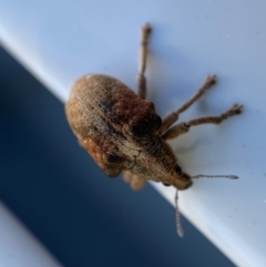 Gonipterus suturalis at Jerrabomberra, NSW - 20 Sep 2022