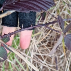 Rubus fruticosus sp. aggregate (Blackberry) at Bungendore, NSW - 18 Sep 2022 by clarehoneydove