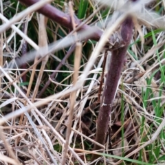 Rubus fruticosus species aggregate at Bungendore, NSW - 18 Sep 2022