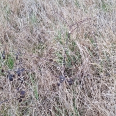 Rubus fruticosus species aggregate at Bungendore, NSW - 18 Sep 2022 05:09 PM