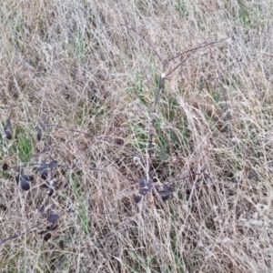 Rubus fruticosus species aggregate at Bungendore, NSW - 18 Sep 2022 05:09 PM