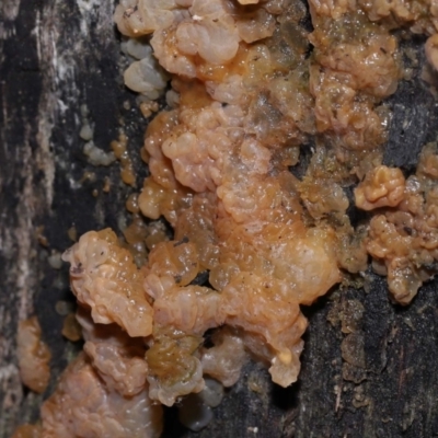 Gelatinous, on wood – genus uncertain at Tidbinbilla Nature Reserve - 18 Aug 2022 by TimL