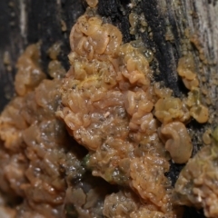 Gelatinous, on wood – genus uncertain at Paddys River, ACT - 18 Aug 2022