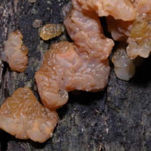 Gelatinous, on wood – genus uncertain at Paddys River, ACT - 18 Aug 2022