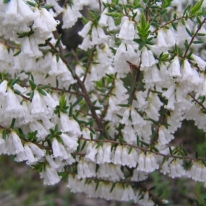 Leucopogon fletcheri subsp. brevisepalus at Aranda, ACT - 18 Sep 2022