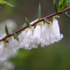 Leucopogon fletcheri subsp. brevisepalus at Aranda, ACT - 18 Sep 2022