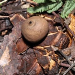 Geastrum sp. (genus) (An earthstar) at Paddys River, ACT - 18 Aug 2022 by TimL