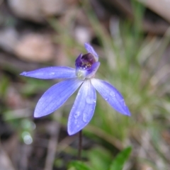 Cyanicula caerulea (Blue Fingers, Blue Fairies) at Aranda, ACT - 18 Sep 2022 by MatthewFrawley