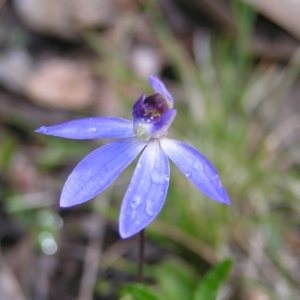 Cyanicula caerulea at Aranda, ACT - suppressed