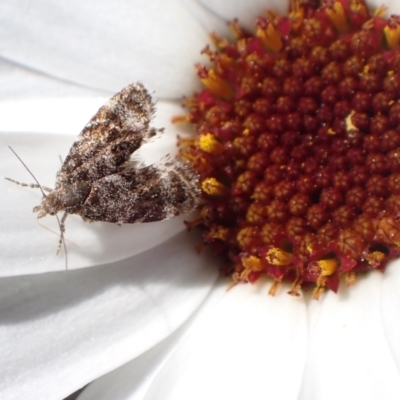 Choreutidae (family) (Metalmark Moths) at Murrumbateman, NSW - 20 Sep 2022 by SimoneC