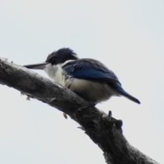 Todiramphus sanctus (Sacred Kingfisher) at Mungo Brush, NSW - 20 Sep 2022 by GlossyGal