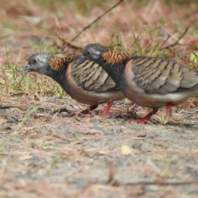 Geopelia humeralis (Bar-shouldered Dove) at Mungo Brush, NSW - 20 Sep 2022 by GlossyGal