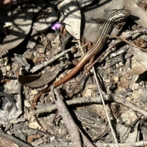 Ctenotus taeniolatus at Acton, ACT - 20 Sep 2022