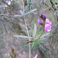 Glycine clandestina (Twining Glycine) at Aranda Bushland - 18 Sep 2022 by MatthewFrawley