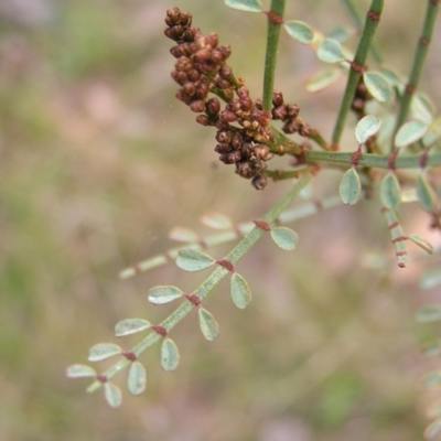 Indigofera adesmiifolia (Tick Indigo) at Aranda Bushland - 18 Sep 2022 by MatthewFrawley