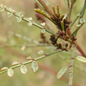 Indigofera adesmiifolia at Aranda, ACT - 18 Sep 2022 02:00 PM