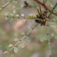 Indigofera adesmiifolia at Aranda, ACT - 18 Sep 2022 02:00 PM