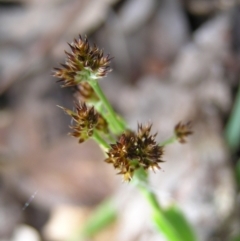 Luzula densiflora (Dense Wood-rush) at Aranda, ACT - 18 Sep 2022 by MatthewFrawley