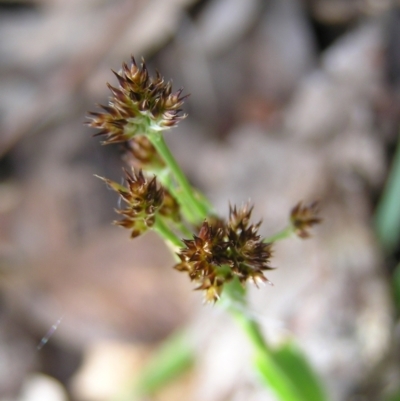 Luzula densiflora (Dense Wood-rush) at Aranda, ACT - 18 Sep 2022 by MatthewFrawley