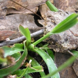 Luzula densiflora at Aranda, ACT - 18 Sep 2022 02:12 PM