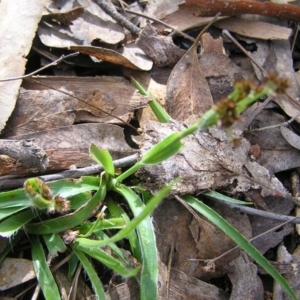 Luzula densiflora at Aranda, ACT - 18 Sep 2022 02:12 PM