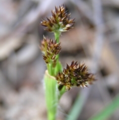 Luzula densiflora at Aranda, ACT - 18 Sep 2022 02:12 PM