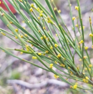 Exocarpos strictus at Aranda, ACT - 18 Sep 2022