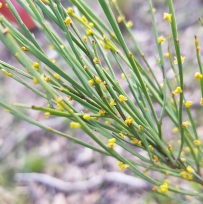 Exocarpos strictus (Dwarf Cherry) at Aranda, ACT - 18 Sep 2022 by MatthewFrawley