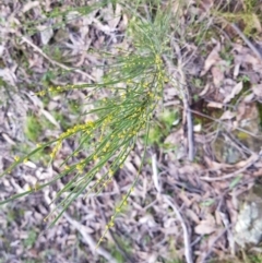 Exocarpos strictus at Aranda, ACT - 18 Sep 2022 02:17 PM