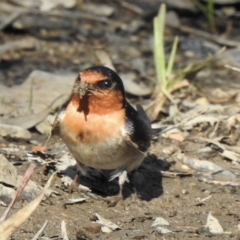 Hirundo neoxena (Welcome Swallow) at Mungo Brush, NSW - 20 Sep 2022 by GlossyGal