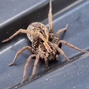 Venatrix pictiventris at Bungendore, NSW - 17 Sep 2022