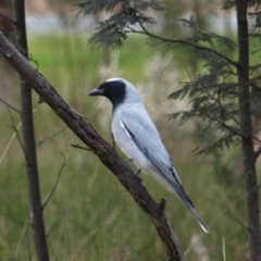 Coracina novaehollandiae at Cook, ACT - 18 Sep 2022