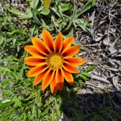 Gazania x splendens (Gazania) at Isaacs, ACT - 20 Sep 2022 by MatthewFrawley