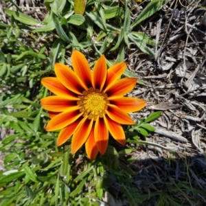 Gazania x splendens at Isaacs, ACT - 20 Sep 2022 02:13 PM