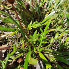 Gazania x splendens at Isaacs, ACT - 20 Sep 2022 02:13 PM