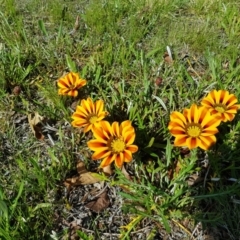 Gazania x splendens at Isaacs, ACT - 20 Sep 2022 02:13 PM