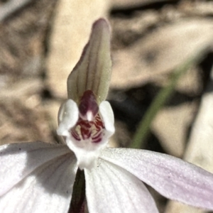 Caladenia fuscata at Acton, ACT - suppressed