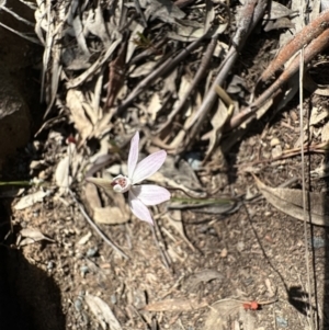 Caladenia fuscata at Acton, ACT - suppressed