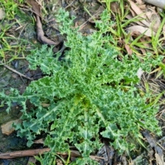 Carduus nutans (Nodding Thistle) at Bungendore, NSW - 17 Sep 2022 by clarehoneydove