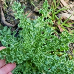 Carduus nutans at Bungendore, NSW - 17 Sep 2022 04:37 PM